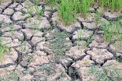 Lúa bị hư hỏng do hạn nặng. (Ảnh minh họa: Sỹ Huynh/TTXVN)