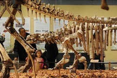 Hóa thạch khủng long. (Nguồn: THX/TTXVN)