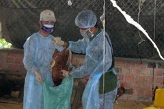 Tiêu hủy gia cầm. (Ảnh minh họa: Trần Lê Lâm/TTXVN)