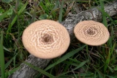 Nhiều người dân ở vùng cao đã bị ngộ độc sau khi ăn nấm rừng. (Ảnh: Internet)