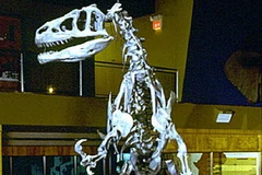 Bộ xương của loài khủng long Allosaurus. (Ảnh: Lê Bàng/Vietnam+)