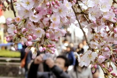 Du khách chiêm ngưỡng và chụp ảnh hoa anh đào nở rộ tại công viên Ueno ở Tokyo ngày 22/3. (Nguồn: AFP/TTXVN)