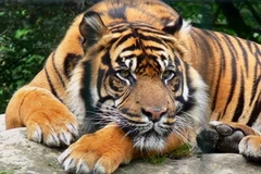 Hổ Sumatra. Ảnh minh họa. (Nguồn: krefelderzoo)