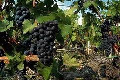 Ảnh minh họa. (Nguồn: Guardian)