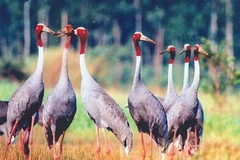 Sếu đầu đỏ. (Ảnh chỉ có tính chất minh họa. Nguồn: Internet)