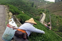 Một nông dân thu hái lá chè trên cánh đồng ở Ali, Đài Loan. (Nguồn:THX/TTXVN)
