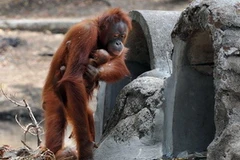Đười ươi mẹ Tori ôm đứa con mới chào đời tại thảo cầm viên Taru Jurug. (Nguồn: AFP)