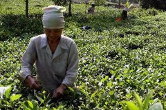 Thu hoạch chè. (Ảnh: An Đăng/TTXVN)