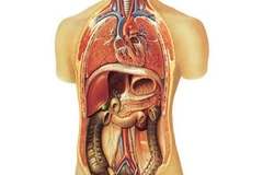 Ảnh minh họa. (Nguồn: khoahoc.com.vn)