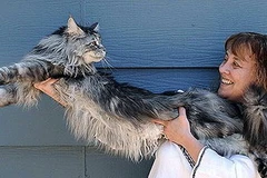 Bà Robin Henderson cùng chú mèo "kỷ lục" của mình. (Nguồn: AP)