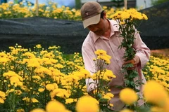 (Ảnh minh họa: Huy Hùng/TTXVN) 