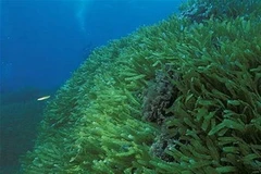 Ảnh minh họa. (Nguồn: telegraph.co.uk)