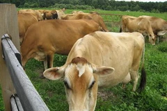 (Ảnh: blogs.courant.com)