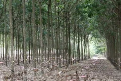 (Ảnh minh họa: Đình Huệ /TTXVN)