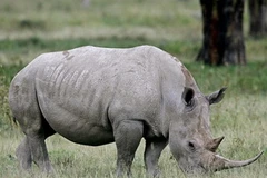 Ảnh minh họa. (Nguồn: wildlife-photo.org)