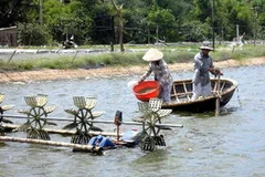 Nuôi tôm trên cát ở vùng Đông huyện Hải Lăng, Quảng Trị. (Ảnh: Hồ Cầu/TTXVN)