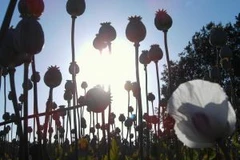 Ảnh chỉ mang tính minh họa. (Nguồn: Internet)