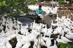 (Ảnh minh họa: Đình Huệ/TTXVN)