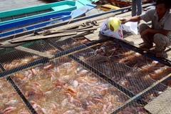 Chăm sóc cá điêu hồng nuôi trong lồng, bè dọc sông Tiền. (Ảnh: Thanh Vũ/TTXVN)