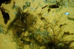 Ảnh chỉ mang tính minh họa. (Nguồn: Internet)