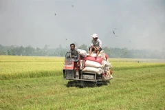 Thu hoạch lúa hè thu tại tỉnh Tiền Giang. (Ảnh: Minh Trí/TTXVN)