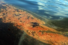 Dầu tràn trên mặt nước thuộc bờ biển ở Grand Isle, Louisiana ngày 14/6. (Nguồn: AFP/TTXVN)