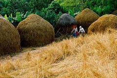 Người nông dân sẽ không phải bỏ tiền mua phân hóa học khi có phân bón hữu cơ được tạo ra từ chính rơm rạ sau thu hoạch. (Nguồn: khoahoc.com.vn)