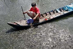 Một gia đình ở Cần Thơ được đầu tư nuôi cá tra giống cho thu nhập cao. (Ảnh: Trần Việt/TTXVN) 