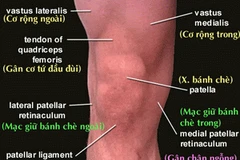 Vị trí xương vánh chè ở đầu gối. (Nguồn: Internet)