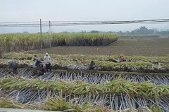 Thu hoạch mía ở Trung Quốc. (Ảnh: Internet)