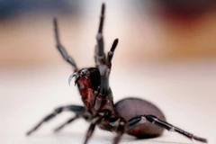 Loài nhện mới có thể nhảy tới vật thể ở gần nó. (Nguồn: Getty)