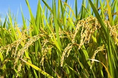 Ảnh chỉ có tính chất minh họa. (Nguồn: Internet)