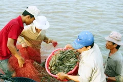 Nông dân thu hoạch tôm nuôi. Ảnh minh họa. (Ảnh: Huỳnh Sử/TTXVN)