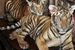 Hai con hổ bị nhốt trên mái của một tòa nhà tại tỉnh Pathum Thani. (Nguồn: AP)