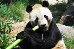 Gấu trúc Kou Kou đáng thương. (Nguồn: Getty Images)