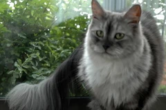 Giống mèo Maine Coon. (Nguồn: commons.wikimedia.org)