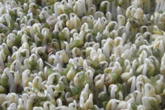 Ảnh minh họa. (Nguồn: my.opera.com)