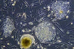 Ảnh minh họa. (Nguồn: terradaily.com)