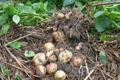 Ảnh minh họa. (Nguồn: Internet)