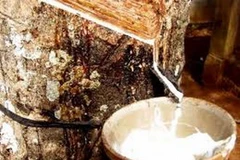 Ảnh minh họa. (Nguồn: Internet)