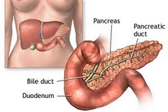 Hình ảnh tuyến tụy. (Nguồn: Internet)