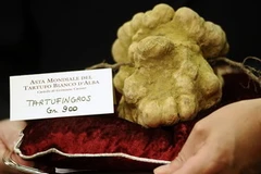 Cây nấm truýp trắng khổng lồ. (Nguồn: AFP/TTXVN)