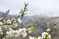 Mộc Châu mùa hoa mận trắng tinh giữa núi rừng