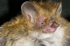 Loài dơi mũi rẽ (Murina eleryi). Ảnh minh họa. (Nguồn: Internet) 