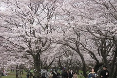 (Ảnh minh họa: Internet)