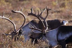 Ảnh chỉ mang tính chất minh họa. (Nguồn: Internet)