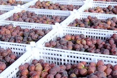 Ảnh minh họa. (Nguồn: THX/TTXVN)