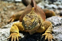 Một con kỳ nhôn ở quần đảo Galapagos, Ecuador. (Nguồn: AFP)