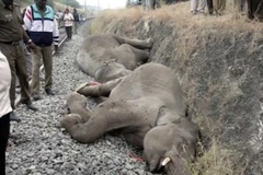 Xác của các chú voi bị đoàn tàu đâm phải. (Nguồn: Internet)