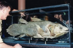 Một tiêu bản hóa thạch của cá vây tay. (Nguồn: Internet)